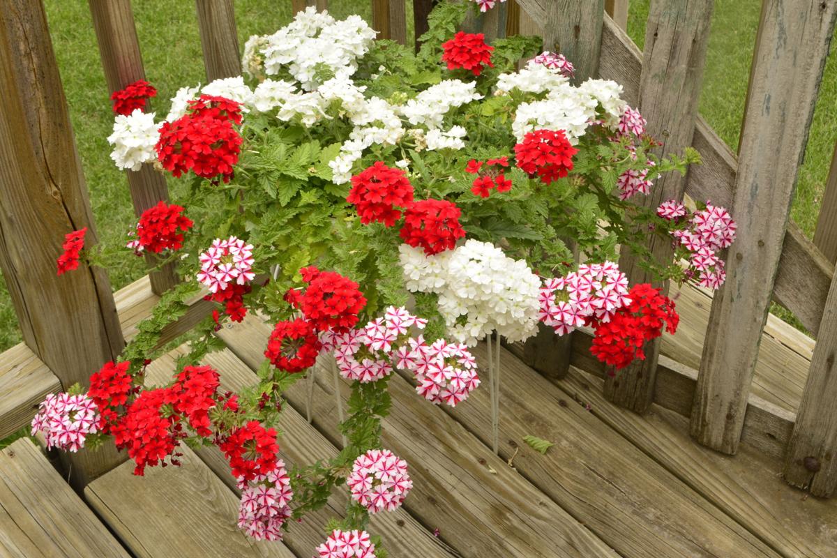 Pretty blooms