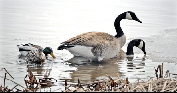 Good fall duck flight expected in North Dakota; fall hunting gets in gear this weekend