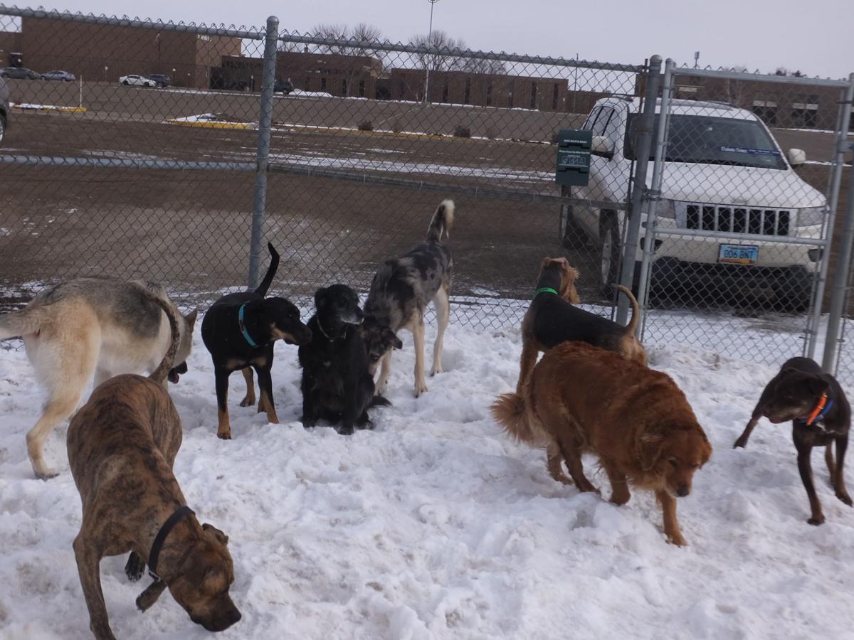 Lots of Dogs