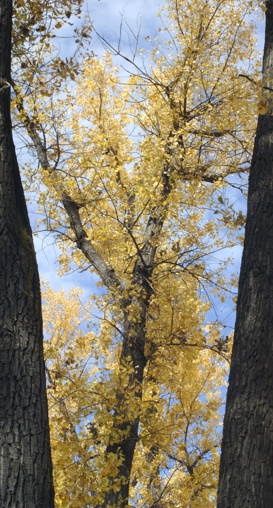 autumn-trail