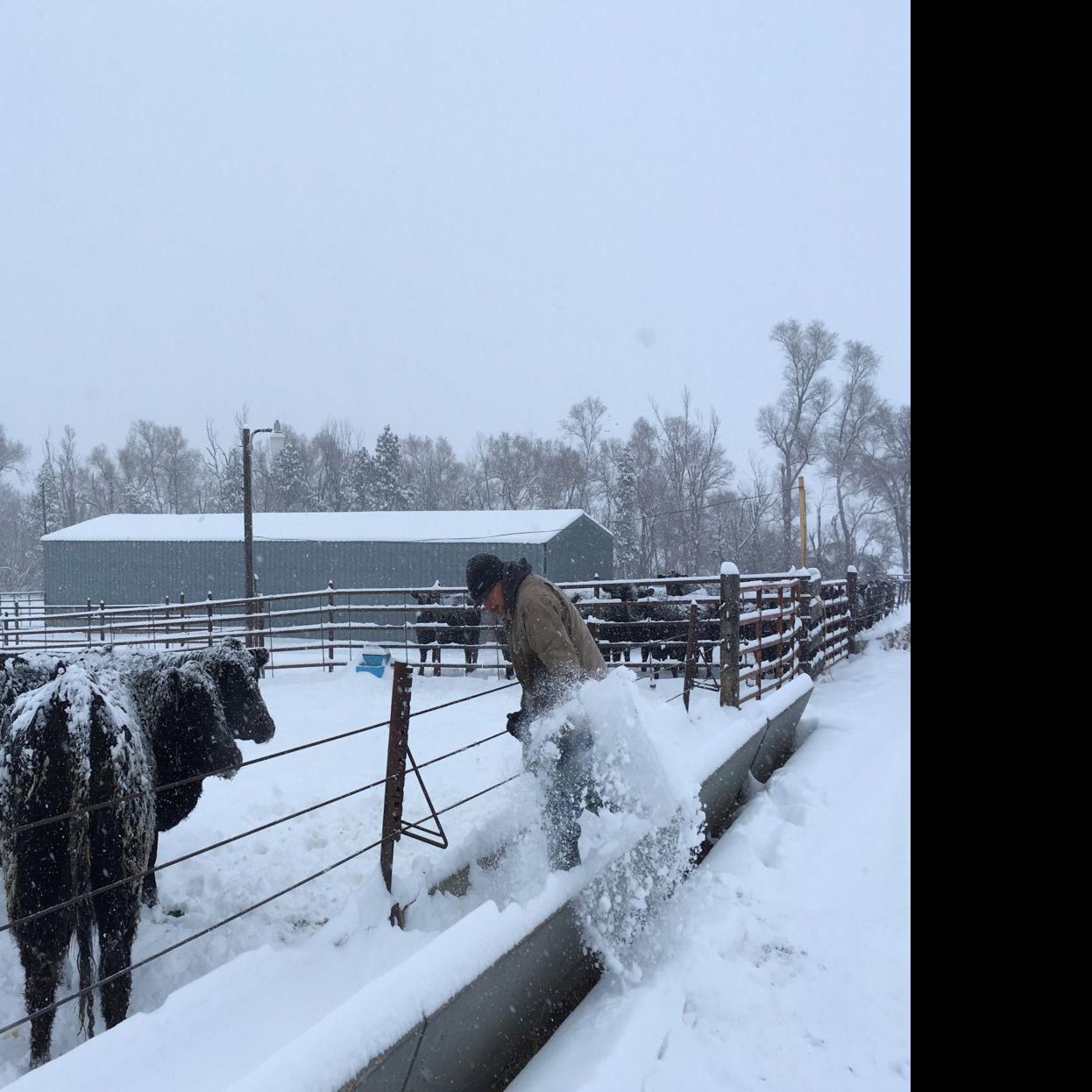 Winter Storm Not Welcome For North Dakota Ranchers Calving