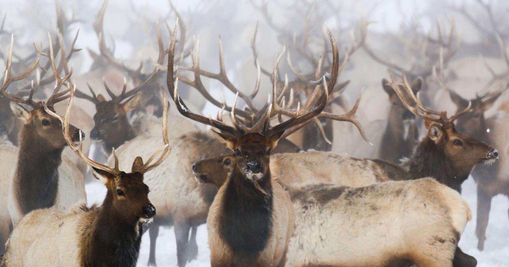 Bridger-Teton National Forest proposes authorizing elk feed - Vimarsana News