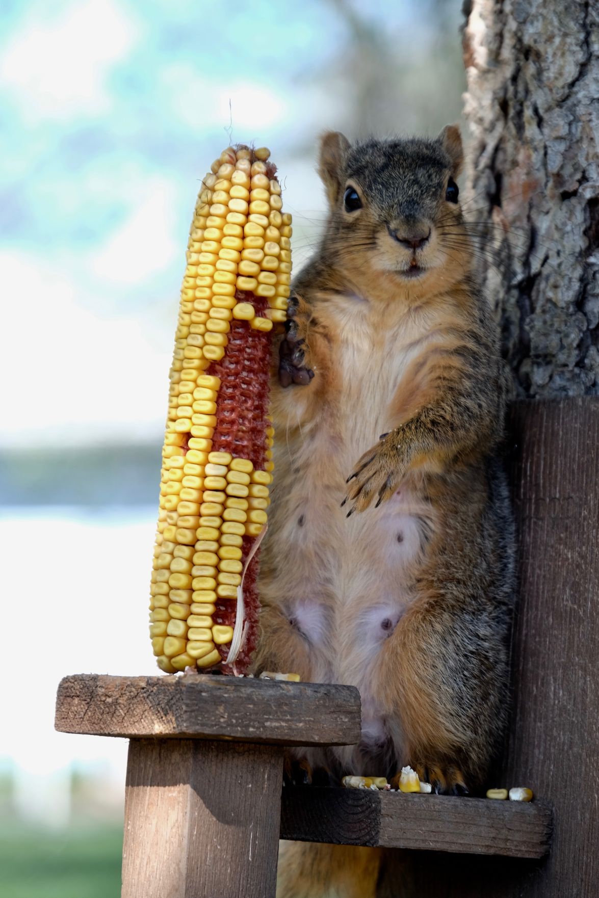 Squirrel Eating Corn