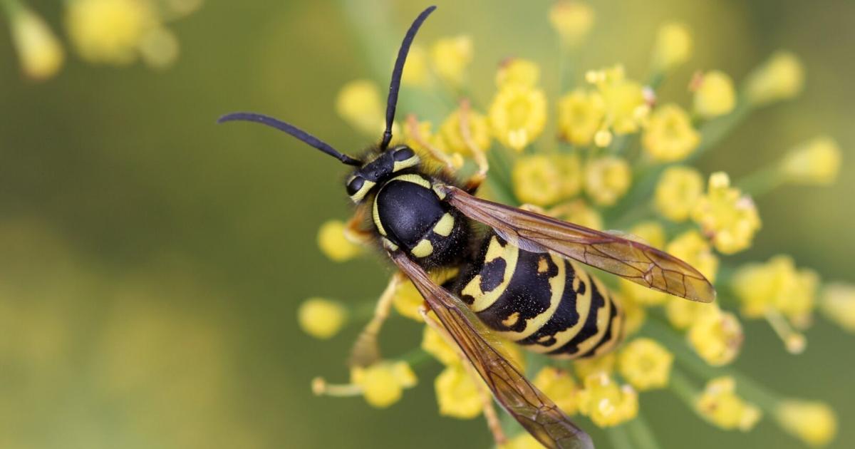 Stiped Insects Dakota Gardener: Learn about yellow-striped insects