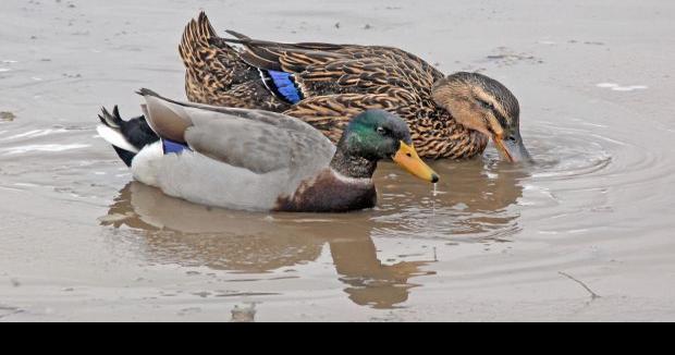 Wet spring boosts breeding ducks in North Dakota; wetlands estimate sees record increase