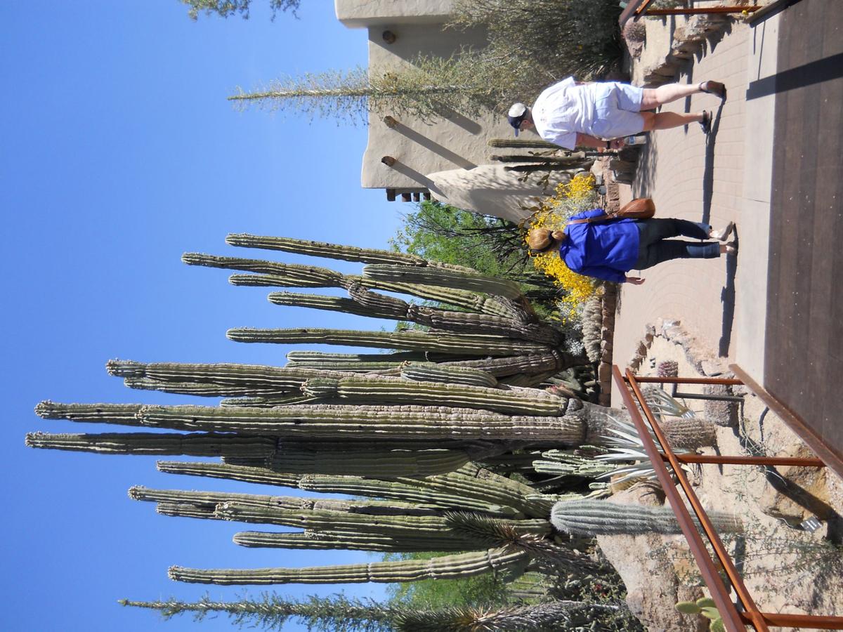 Desert Botanical Garden Phoeniz AZ.