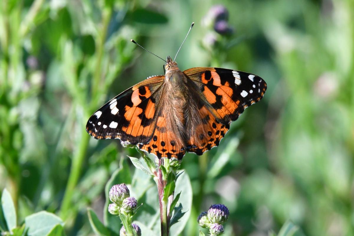 Painted Lady Butterfly Checking Out Flowers