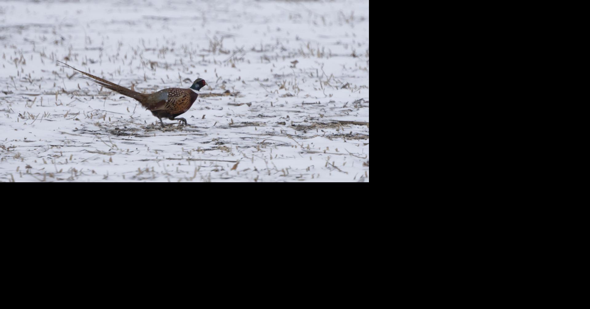 game-and-fish-offers-wildlife-food-plot-seed