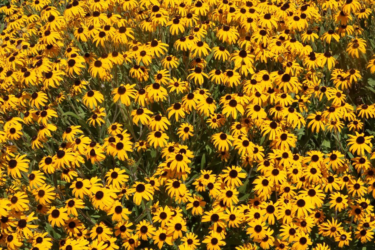 A Sea of Daisies