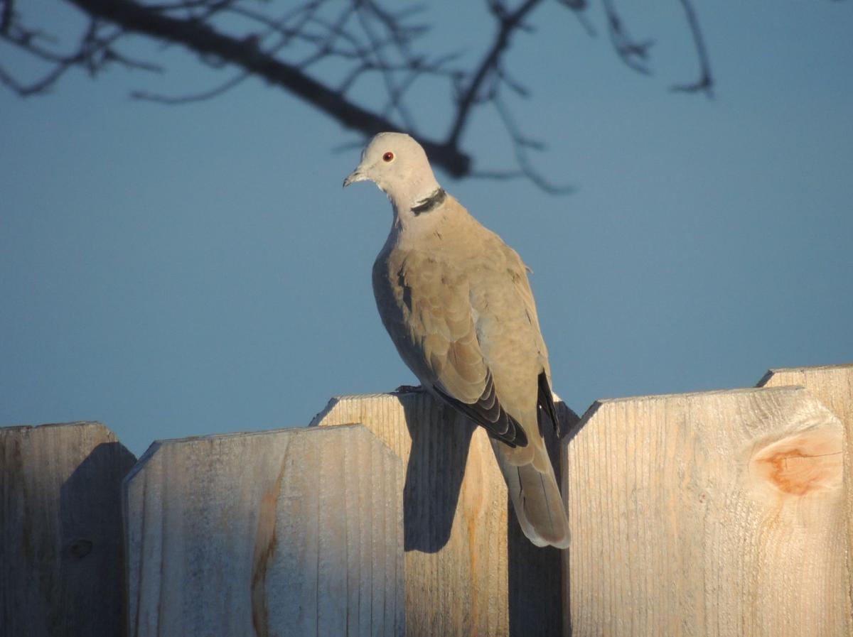 Eurasian Collared-Dove