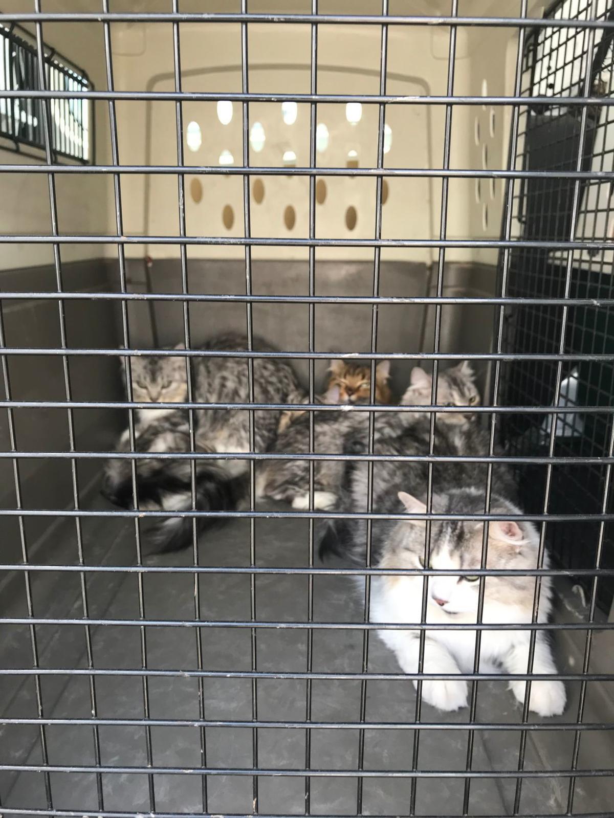 Fargo Police Remove About 30 Cats From Minivan On 80 Degree Day State Regional Bismarcktribune Com