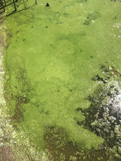 Blue-green algae at Harmon Lake