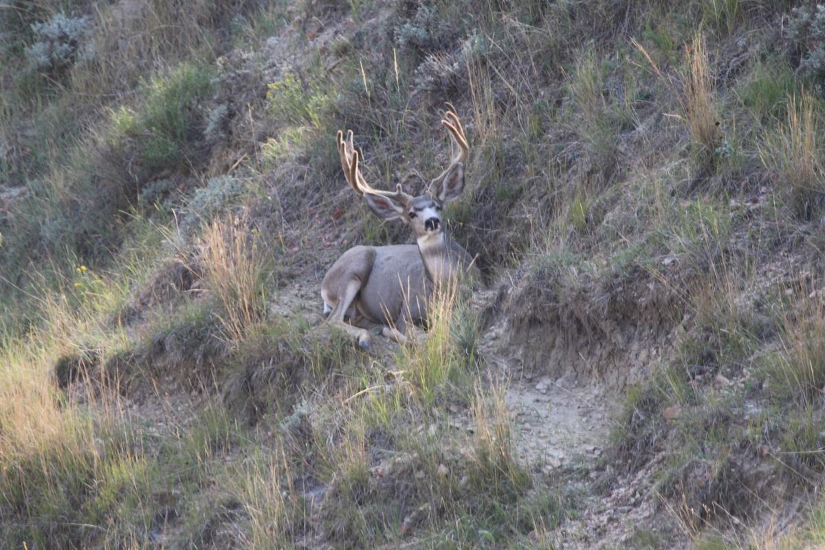 BIg Buck