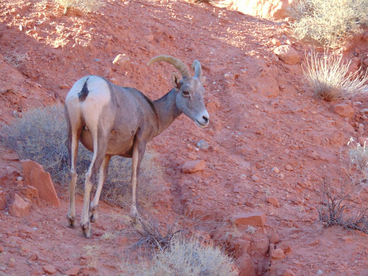 Desert Sheep