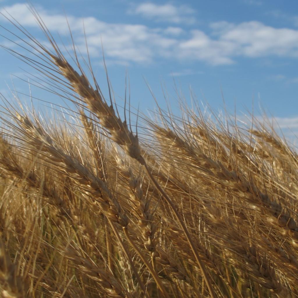 Wheat Just Can T Be Beat Heat Too Late To Harm Early Planted