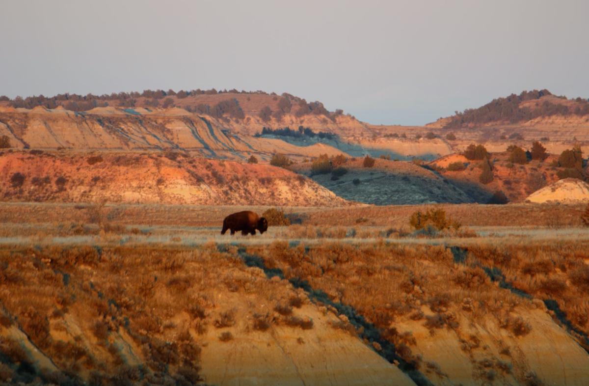 A Bison Sundown