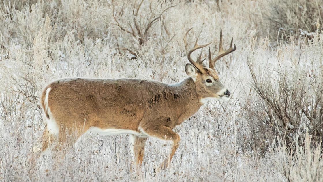 Refunds offered to 9,000 North Dakota deer hunters due to disease outbreak - Bismarck Tribune