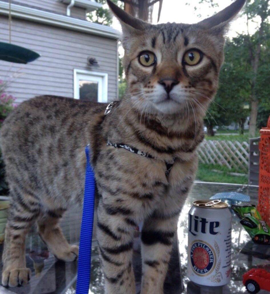 Mandan family's bobcat hybrid is furever friend