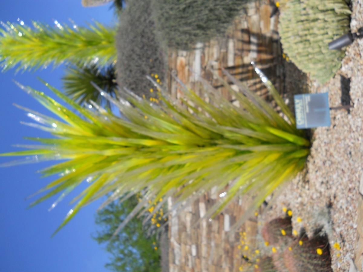 Desert Botanical Garden Phoeniz AZ very amazing Dale Chihuly glass art.