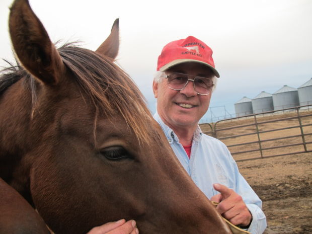 Retired racehorses looking for new homes