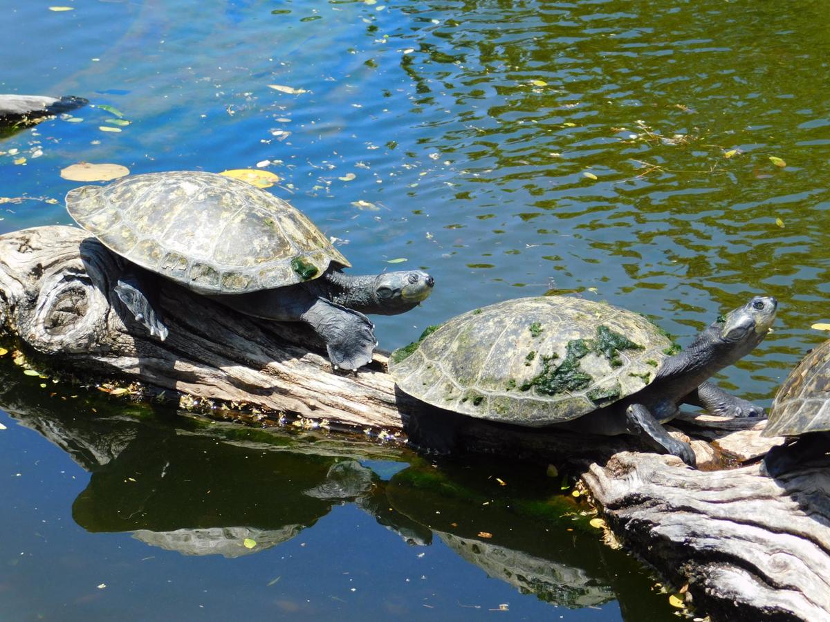 Turtles