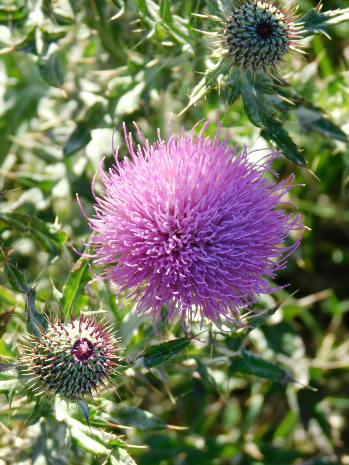 Purple Bull Thistle