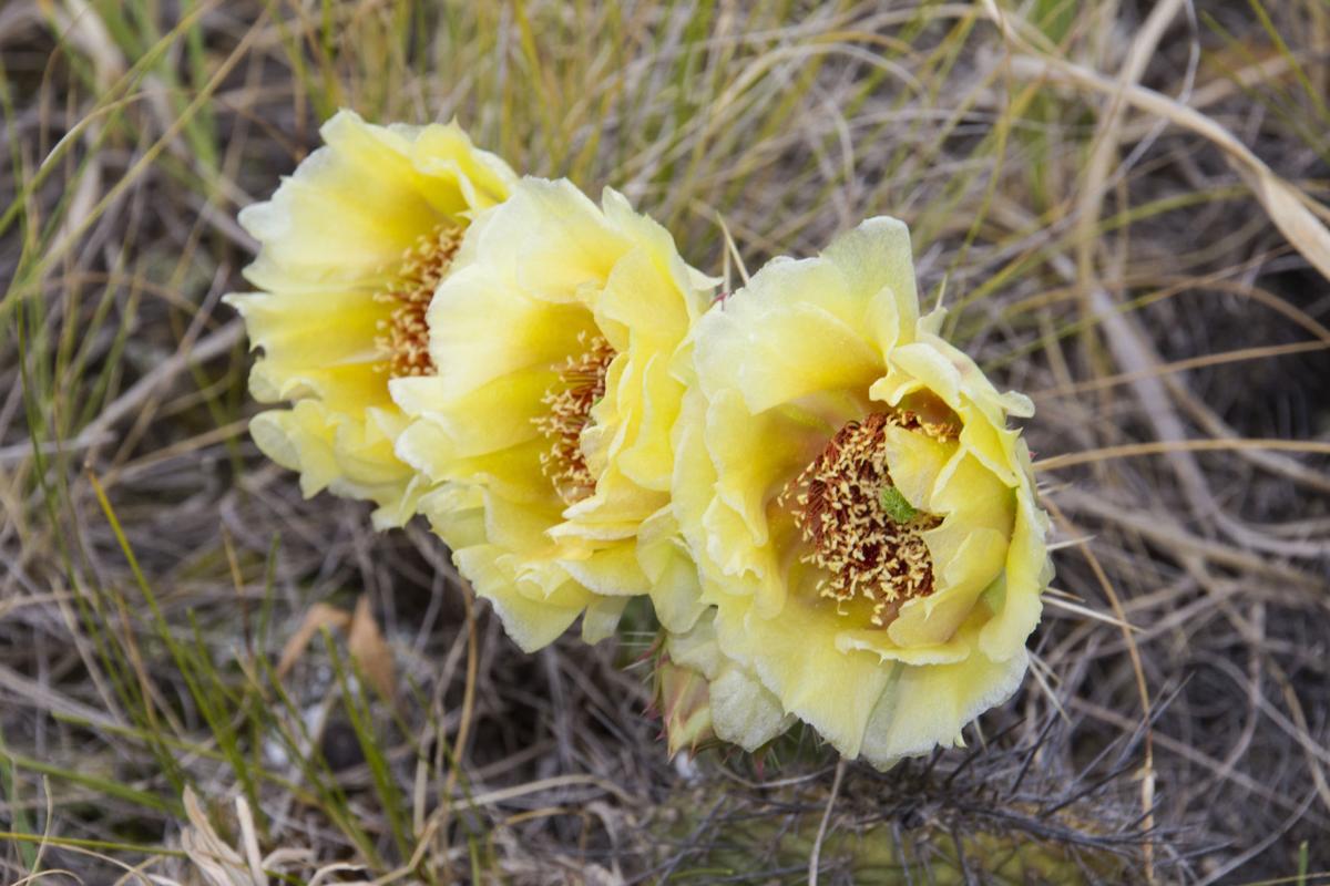 PRICKLY PEAR CACTUS FLOWERS