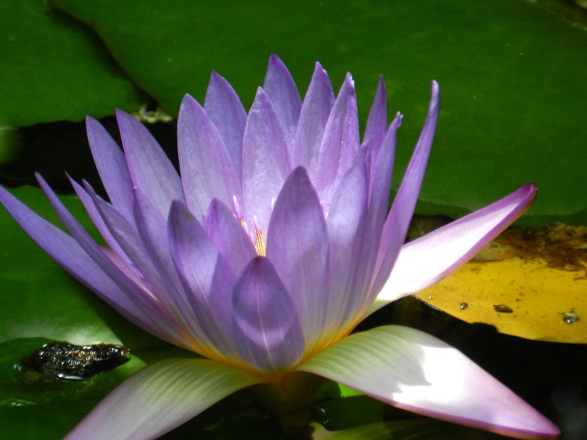 Lily pad