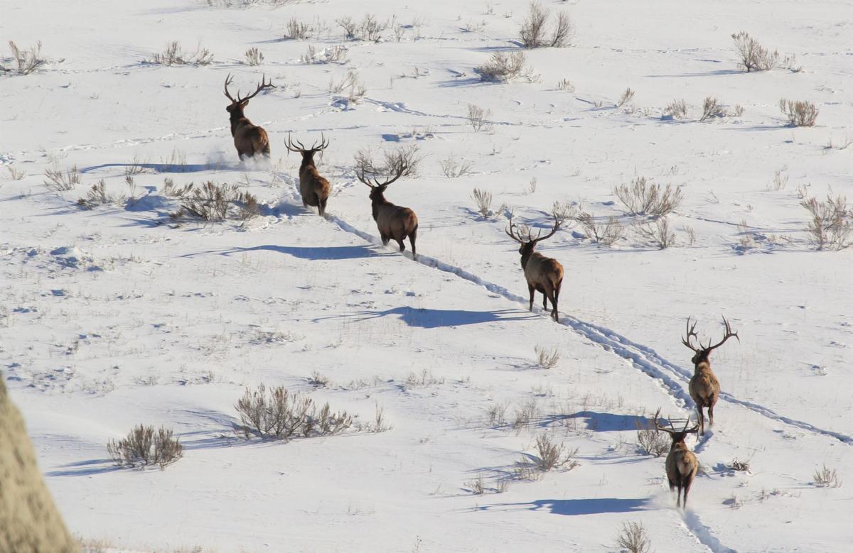 Six Bulls