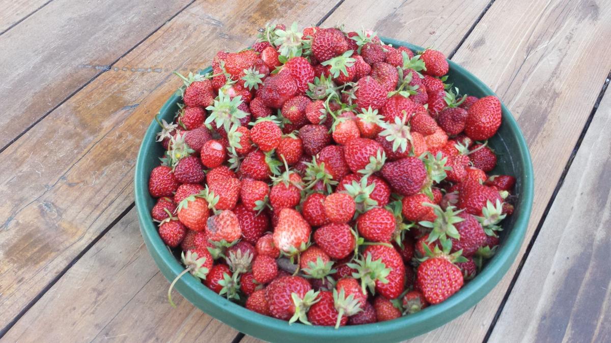 June Strawberries