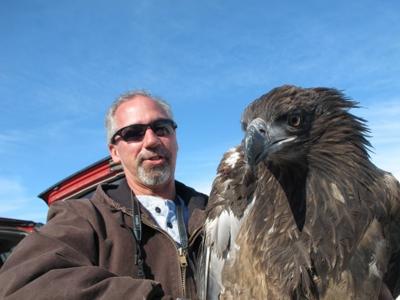 Trio Of Eagles Are Released Into National Park North