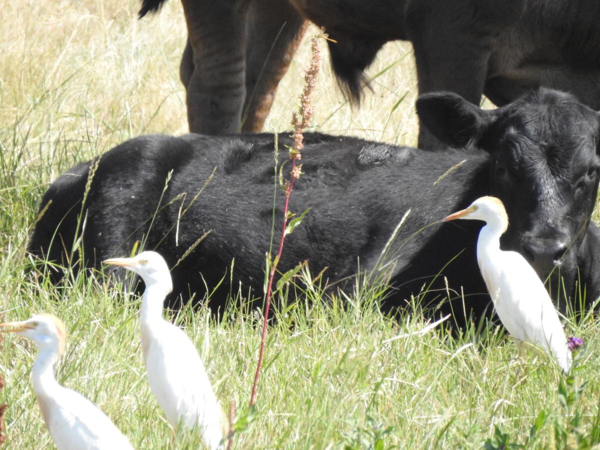 Cattle Egrets