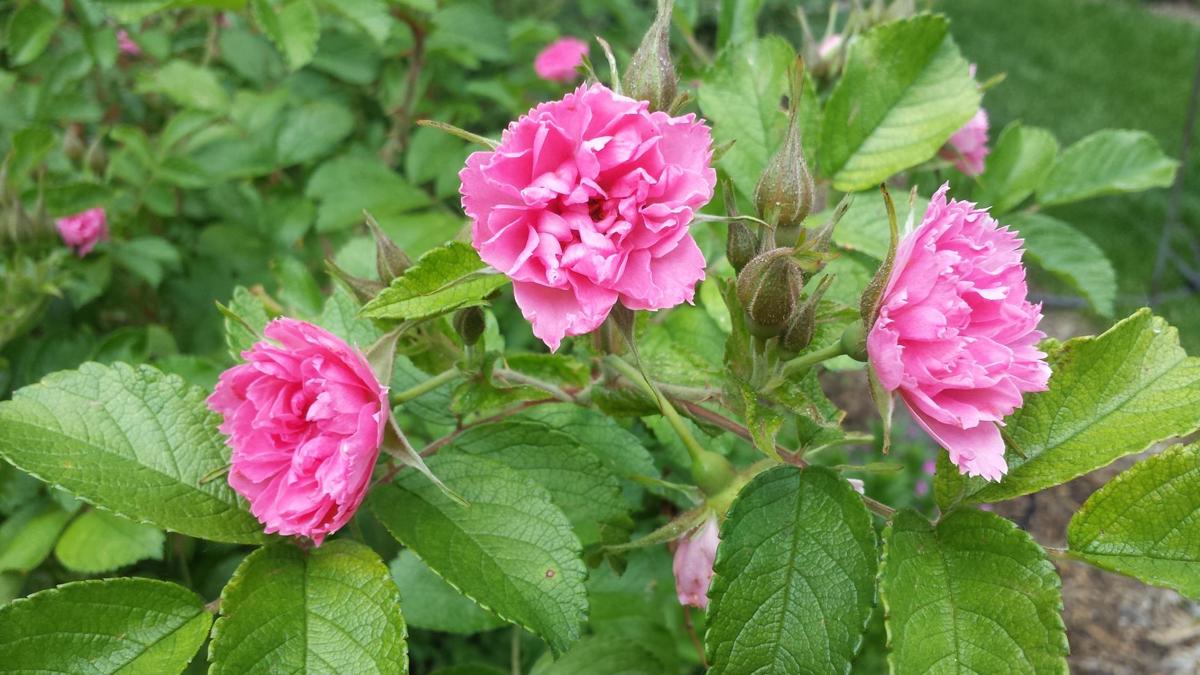 Longing for spring (2)