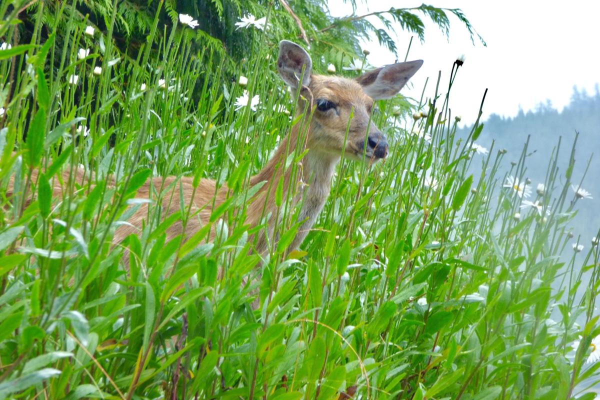 Sitka deer