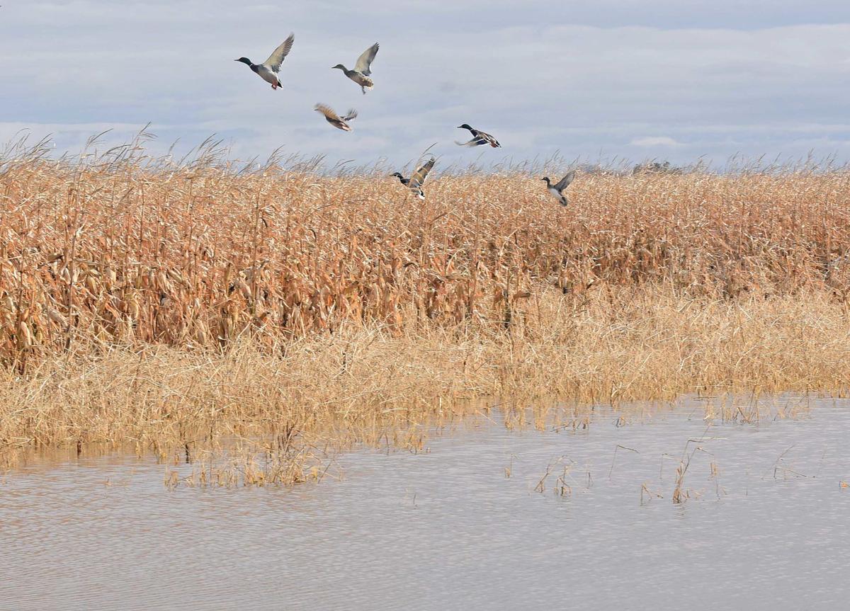 Duck hunting season in North Dakota will be a good one