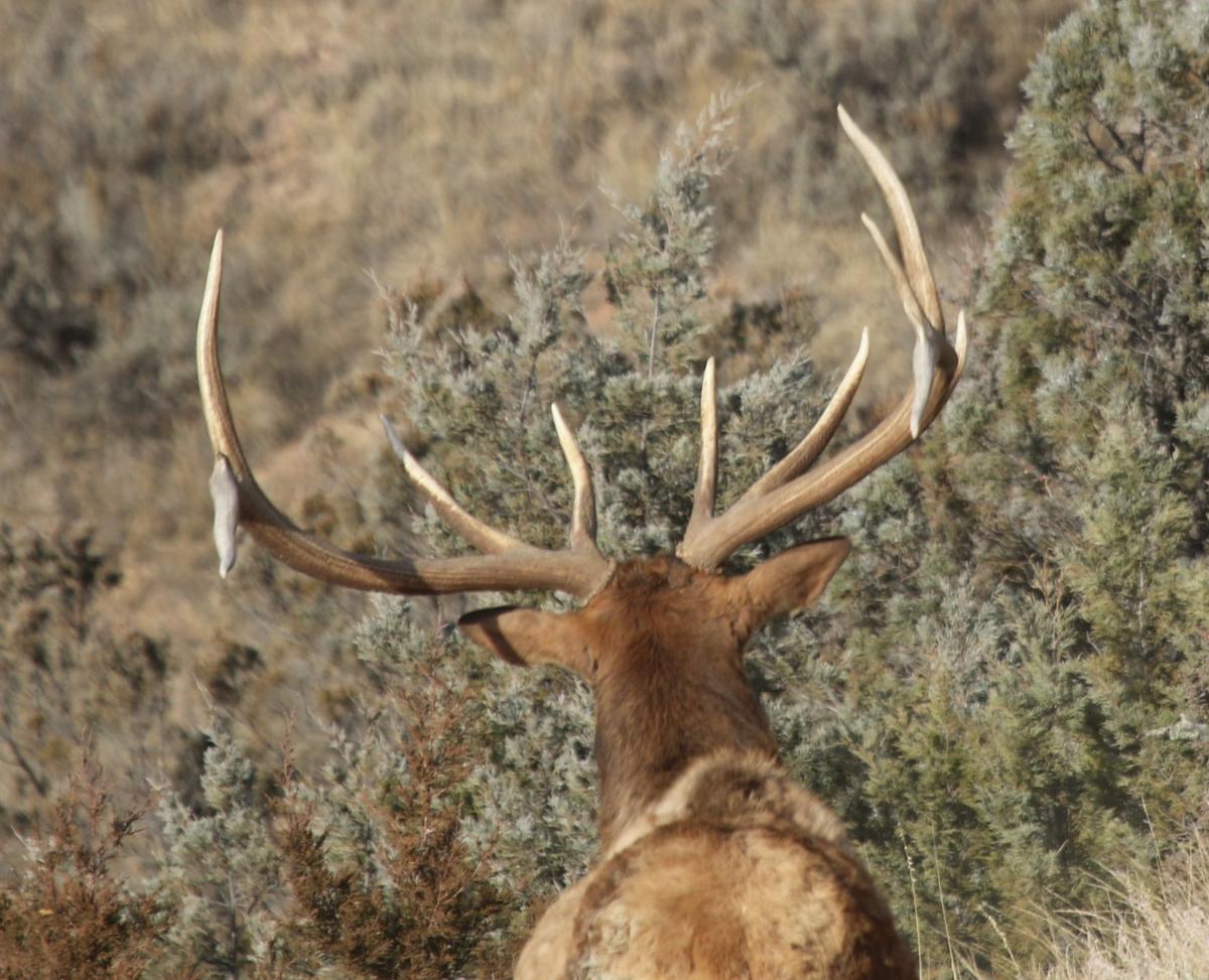 Wide Set of Antlers