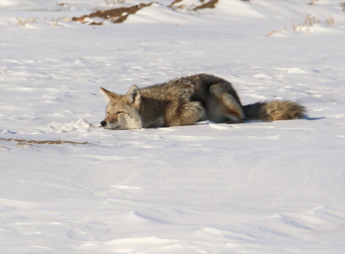 Patiently Waiting