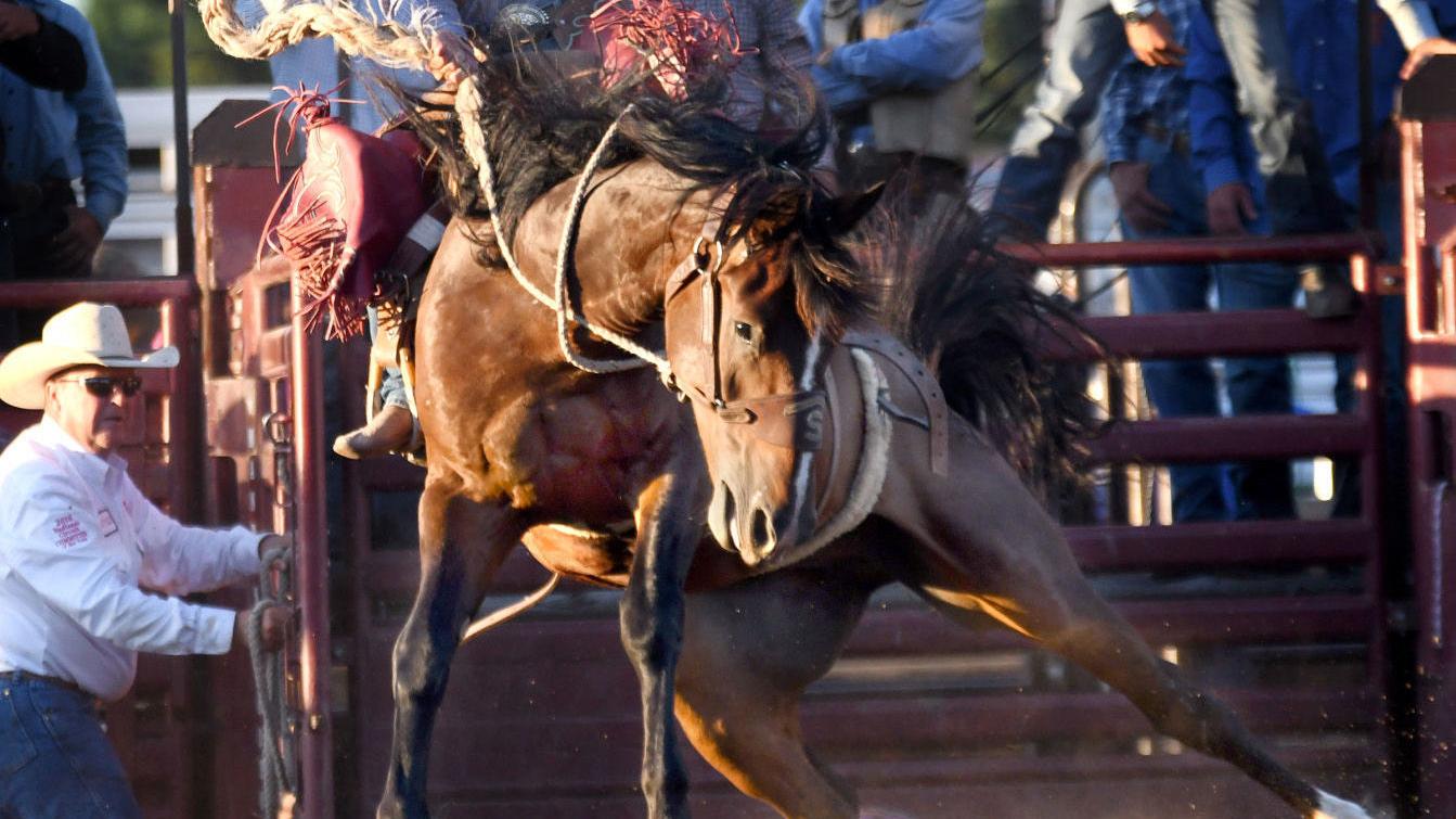 Virus Has Taken A Toll On Rodeos Rodeo Bismarcktribune Com