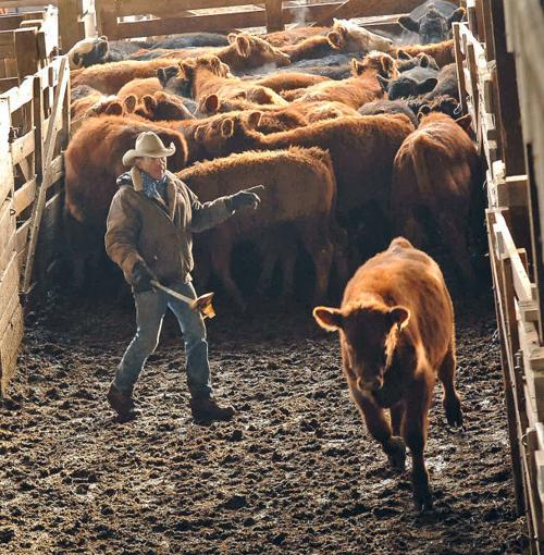 Mandan cattle sales going strong Mandan