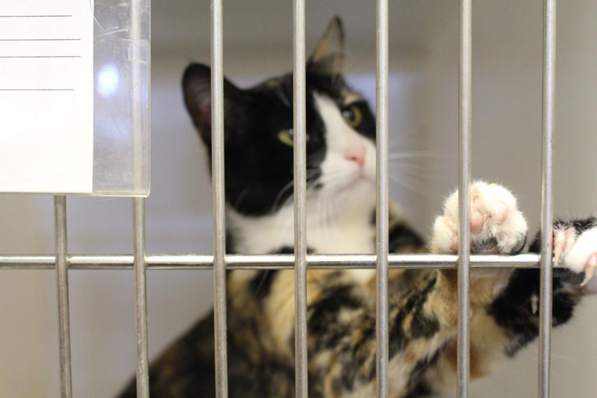 Dickinson, Bismarck animal shelters and rescues are full of cats