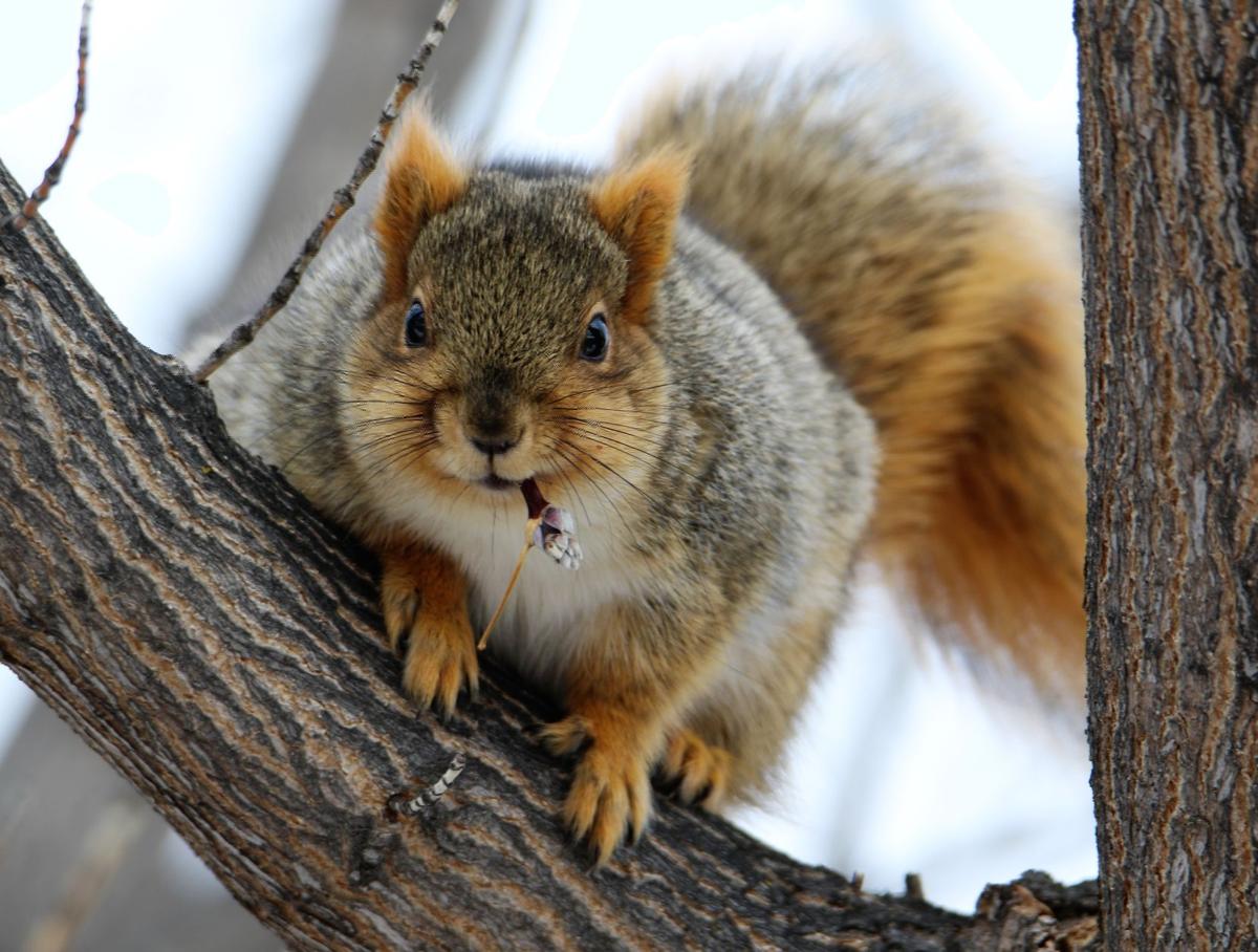 Tree Buds Are Great!