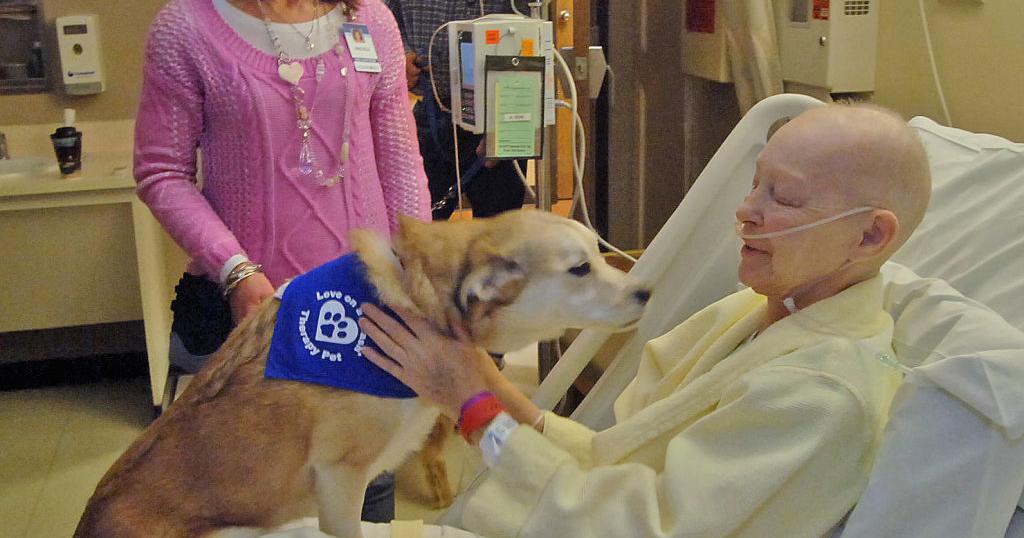 Pet therapy dogs make the rounds at local hospitals