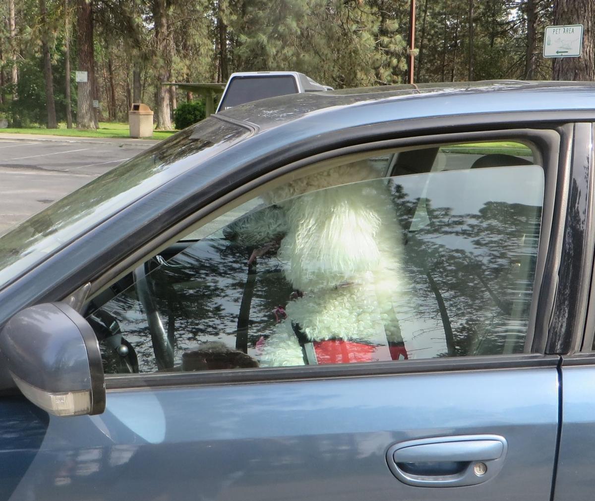 Dog Waiting for Passenger