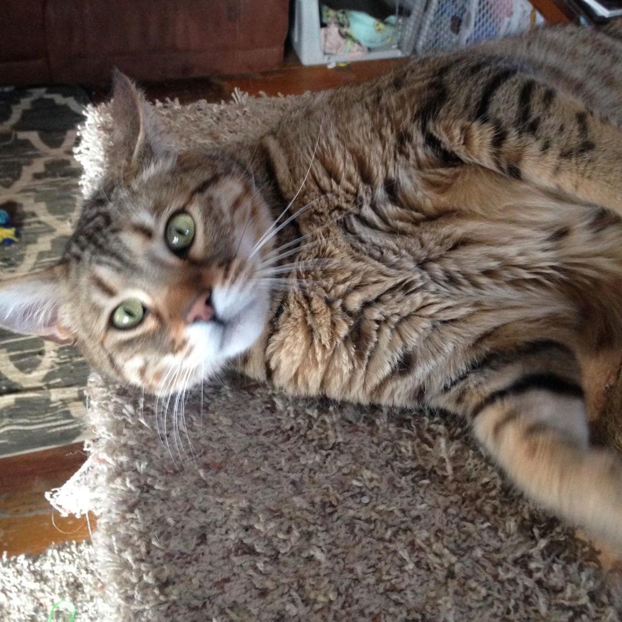 Mandan Family Finds Purr Fect Companion In Bobcat Hybrid News Bismarcktribune Com