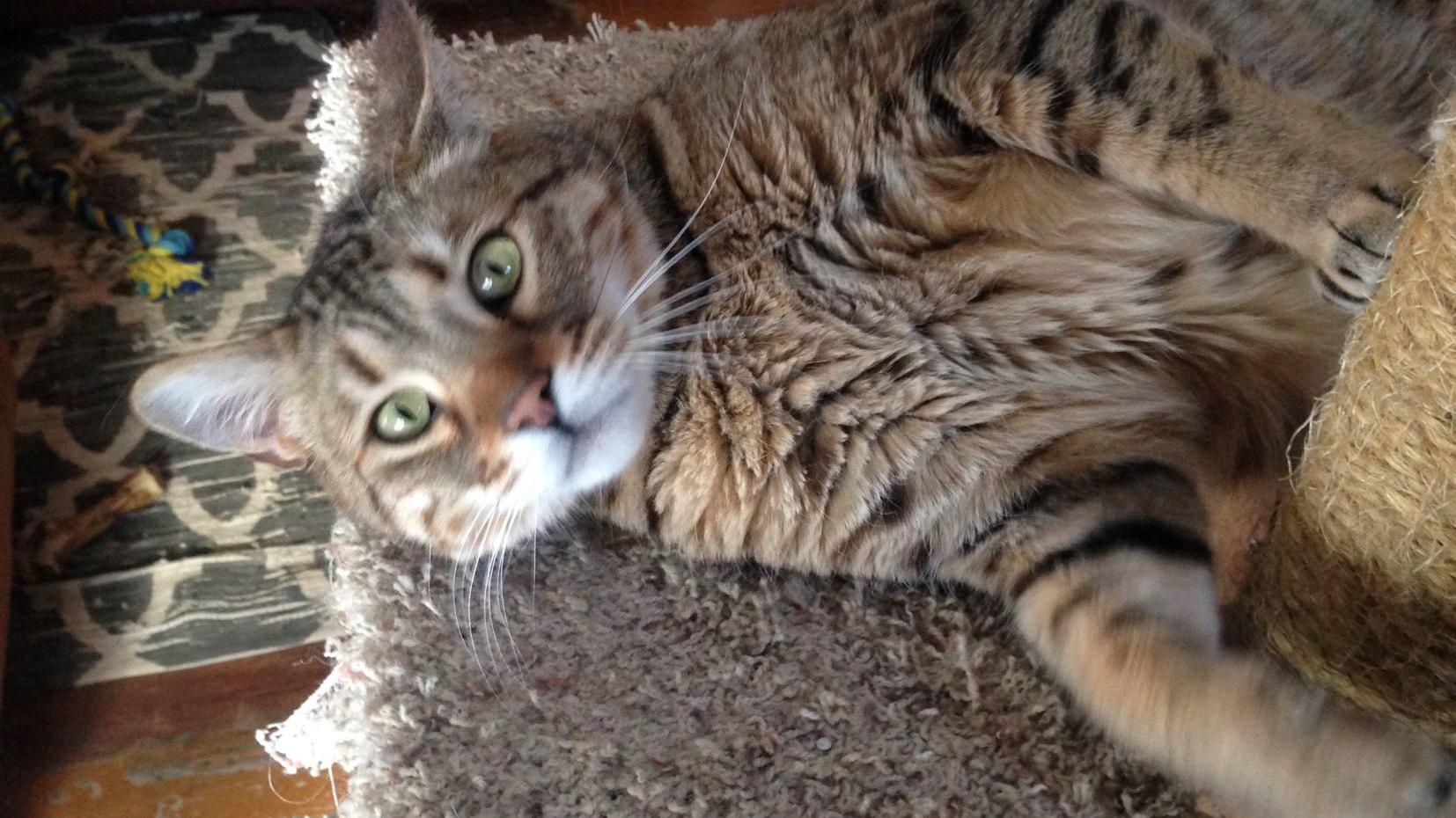 Mandan Family S Bobcat Hybrid Is Fur Ever Friend Local News For Bismarck Mandan North Dakota Bismarcktribune Com