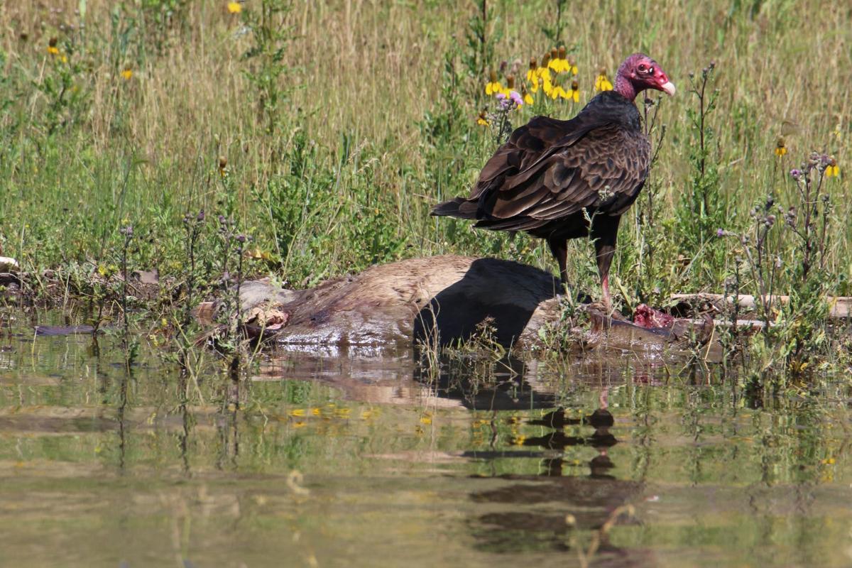 Turkey Vulture