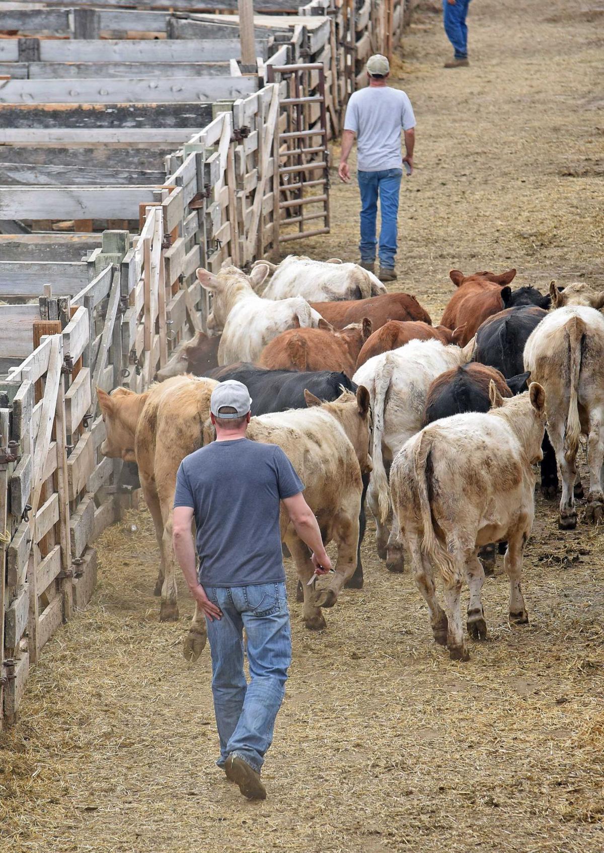 Drought causing ranchers to sell cattle
