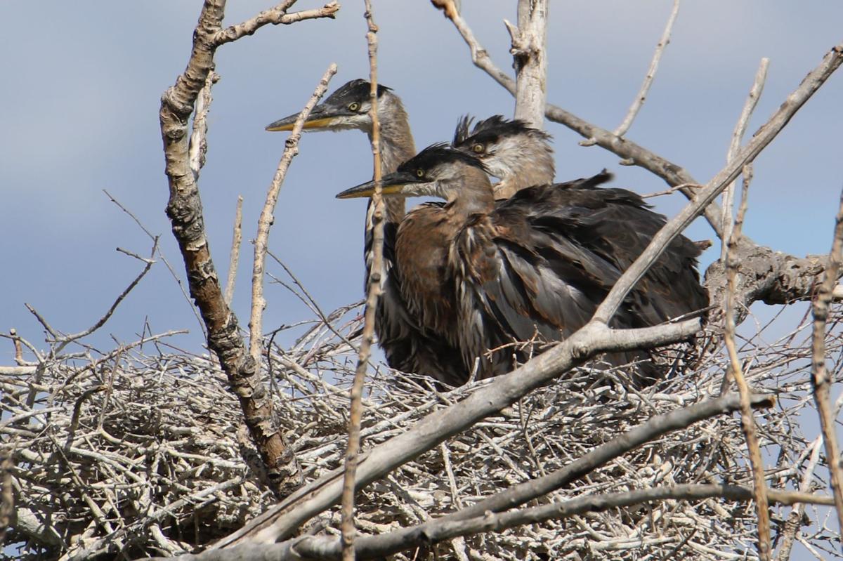 Blue Heron Chicks