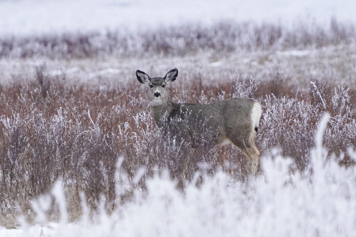 Bad winter weather cuts into North Dakota mule deer population
