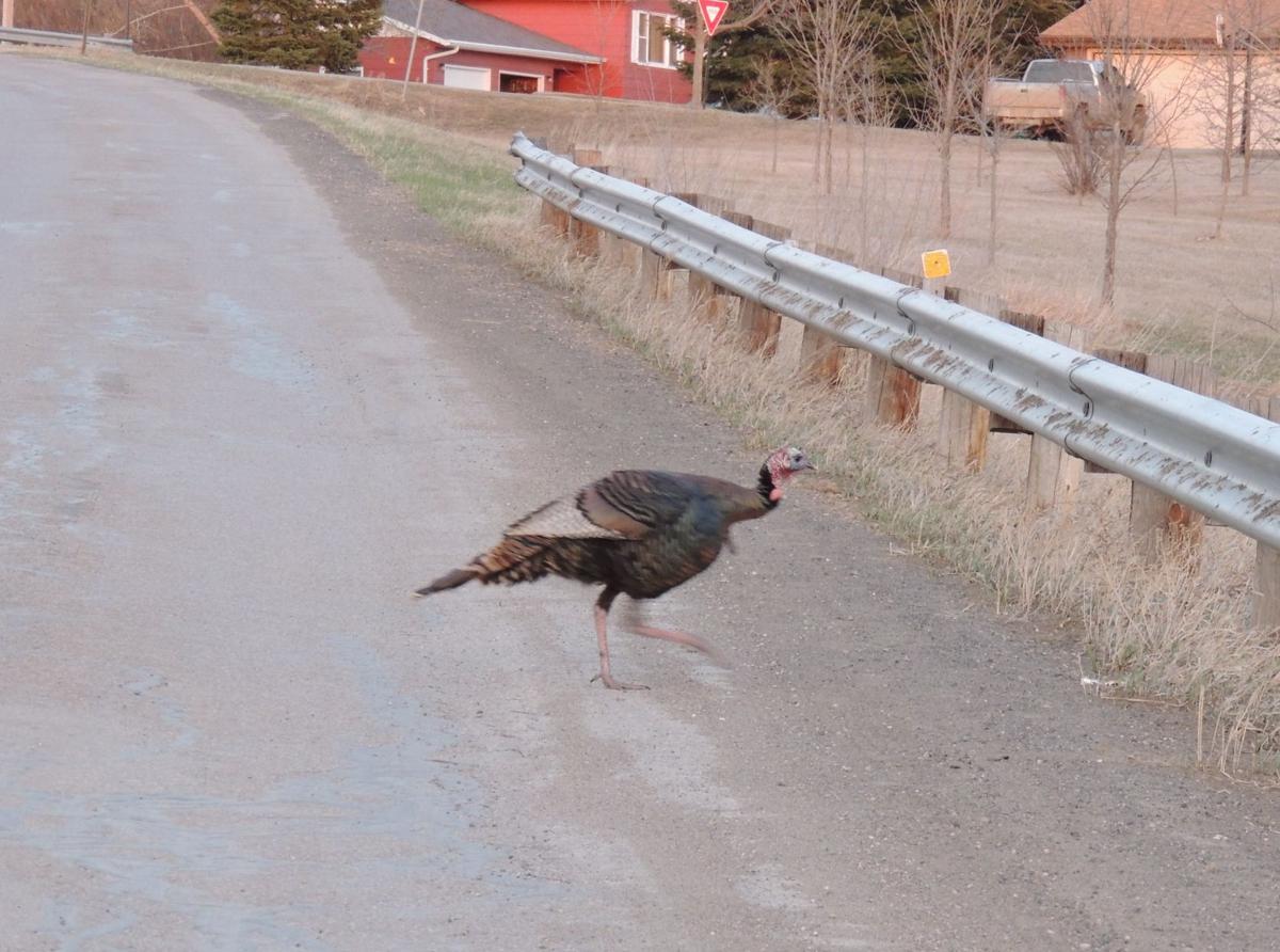Turkey Time of Year
